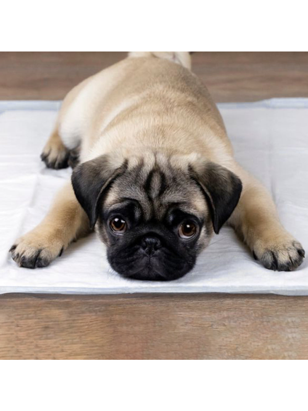 Tapete Higienico Para Pet Good Pad Slim 60cm x 60cm 30 Unidades Cães