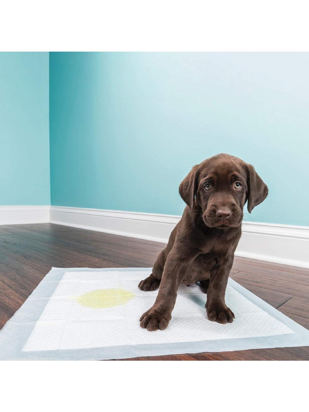 Tapete Higienico Para Pet Good Pad Slim 60cm x 60cm 30 Unidades Cães